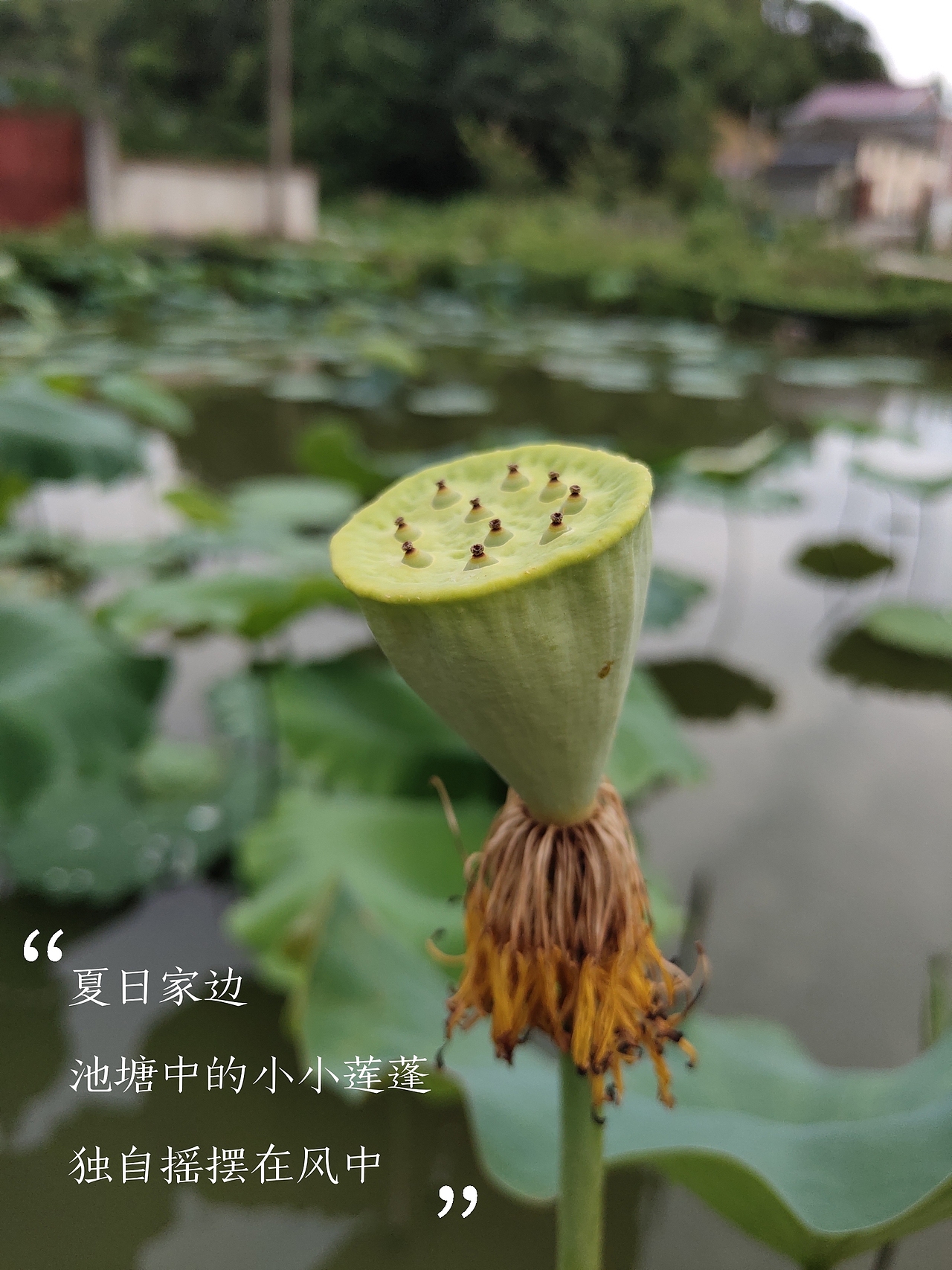 随拍（图ZMzIwOTA2MDMy） - 风光摄影 - 站酷设计师小芒果逗原创素材 - 站酷ZCOOL