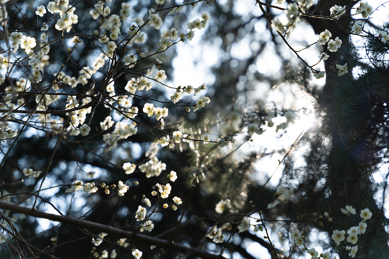 春 日（圖ZMzMyMjMzMzEy） - 其他攝影 - 站酷設(shè)計(jì)師絳的攝影日記原創(chuàng)素材 - 站酷ZCOOL