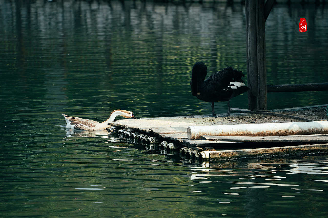 随手拍·广州动物园(鸟类)