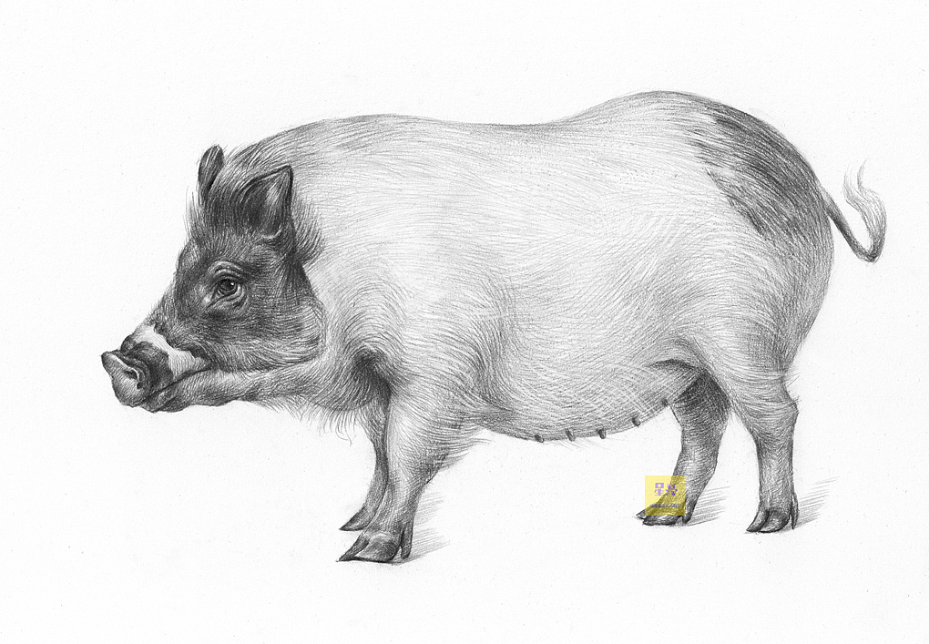 素描动物母猪绘画步骤