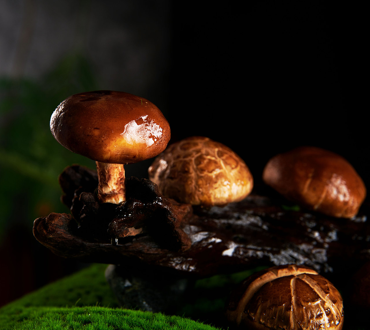 香菇（图ZMzQ1MTkxMTU2） - 人文/纪实摄影 - 站酷设计师Xyaihaoze原创素材 - 站酷ZCOOL