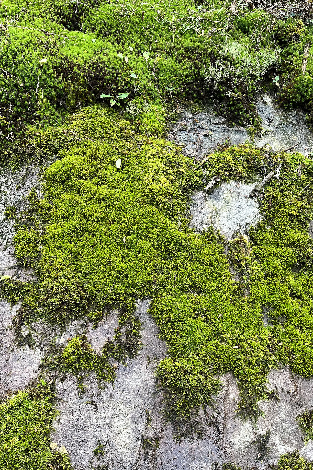 微觀風景（圖ZMzUyNTA4ODA0） - 風光攝影 - 站酷設(shè)計師ZHU號原創(chuàng)素材 - 站酷ZCOOL