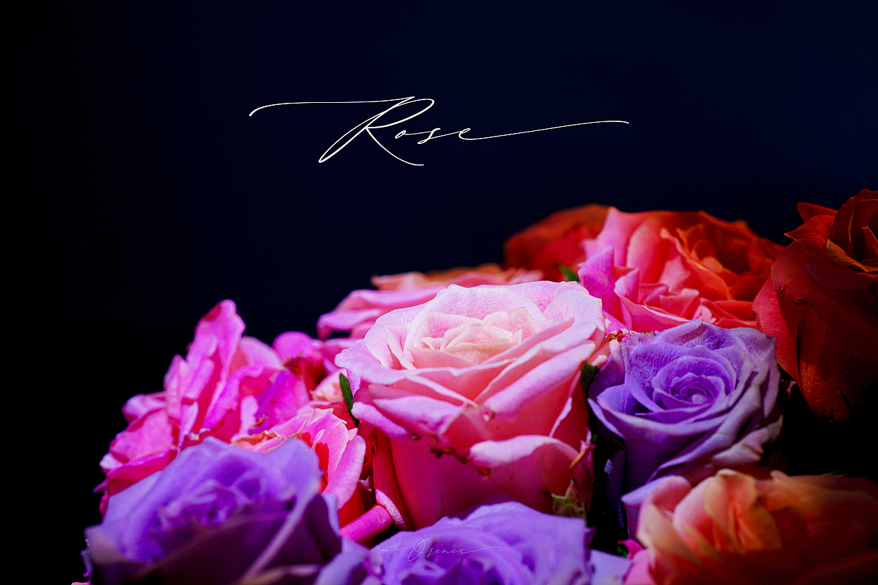 玫瑰（La Vie en Rose）朱小姐+海洋之歌（圖ZMzM3NzYxOTYw） - 時(shí)尚/藝術(shù)攝影 - 站酷設(shè)計(jì)師拾光者Orince原創(chuàng)素材 - 站酷ZCOOL