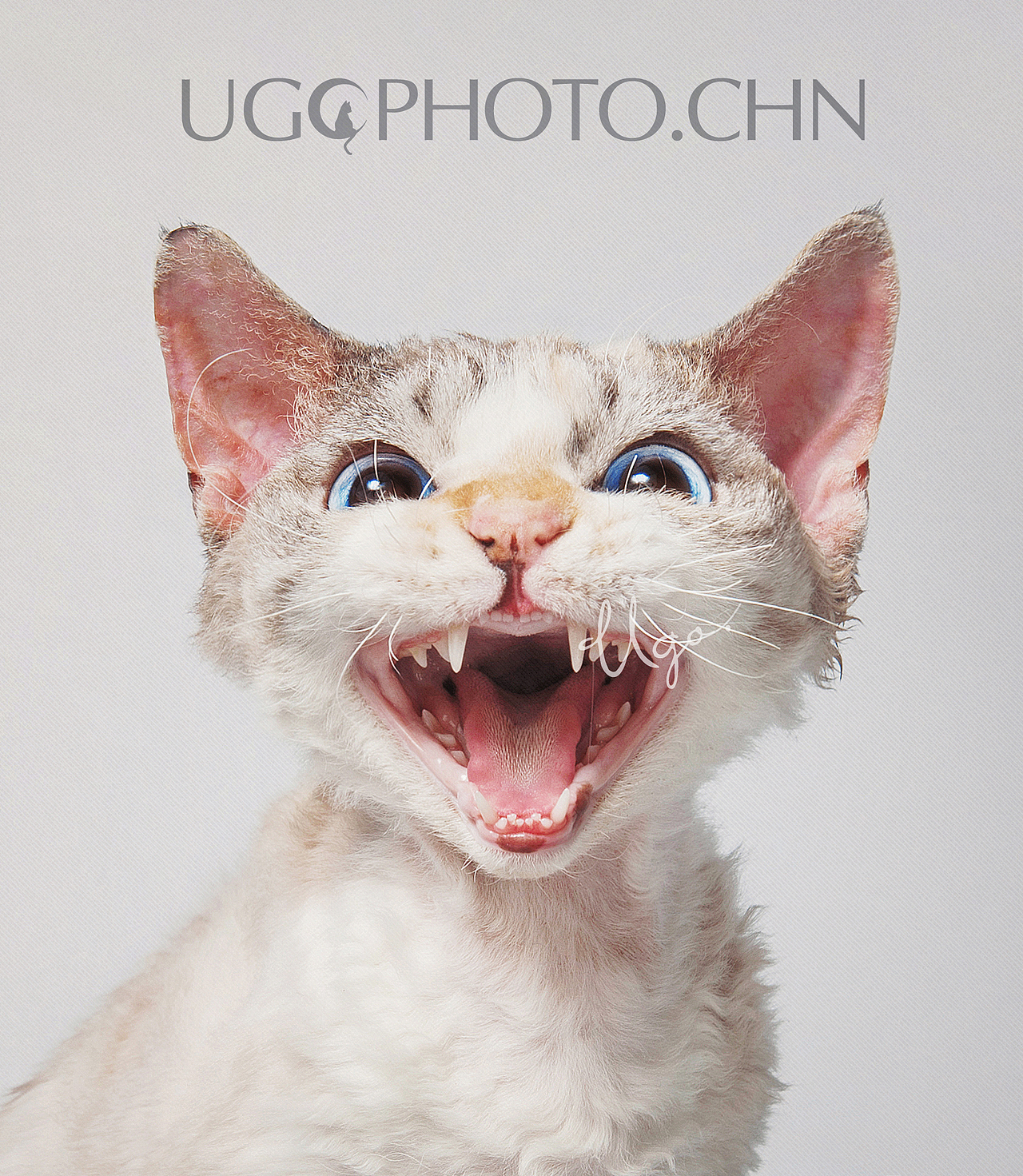 Gorgeous表达【动物摄影师何某某个人作品33】