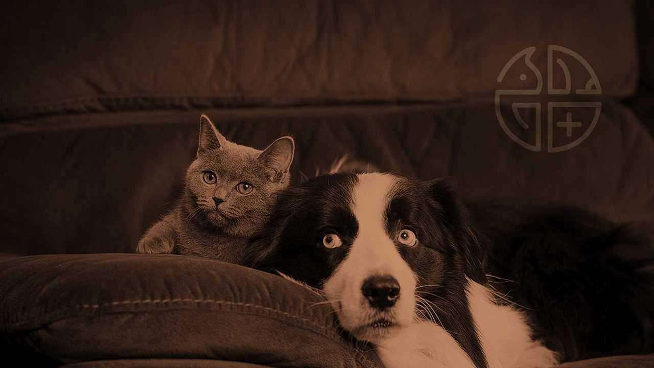 宠福来·宠物医院logo及VI设计（图ZMzA4Mjg5NjMy） - 品牌 - 站酷设计师伟儿monster原创素材 - 站酷ZCOOL