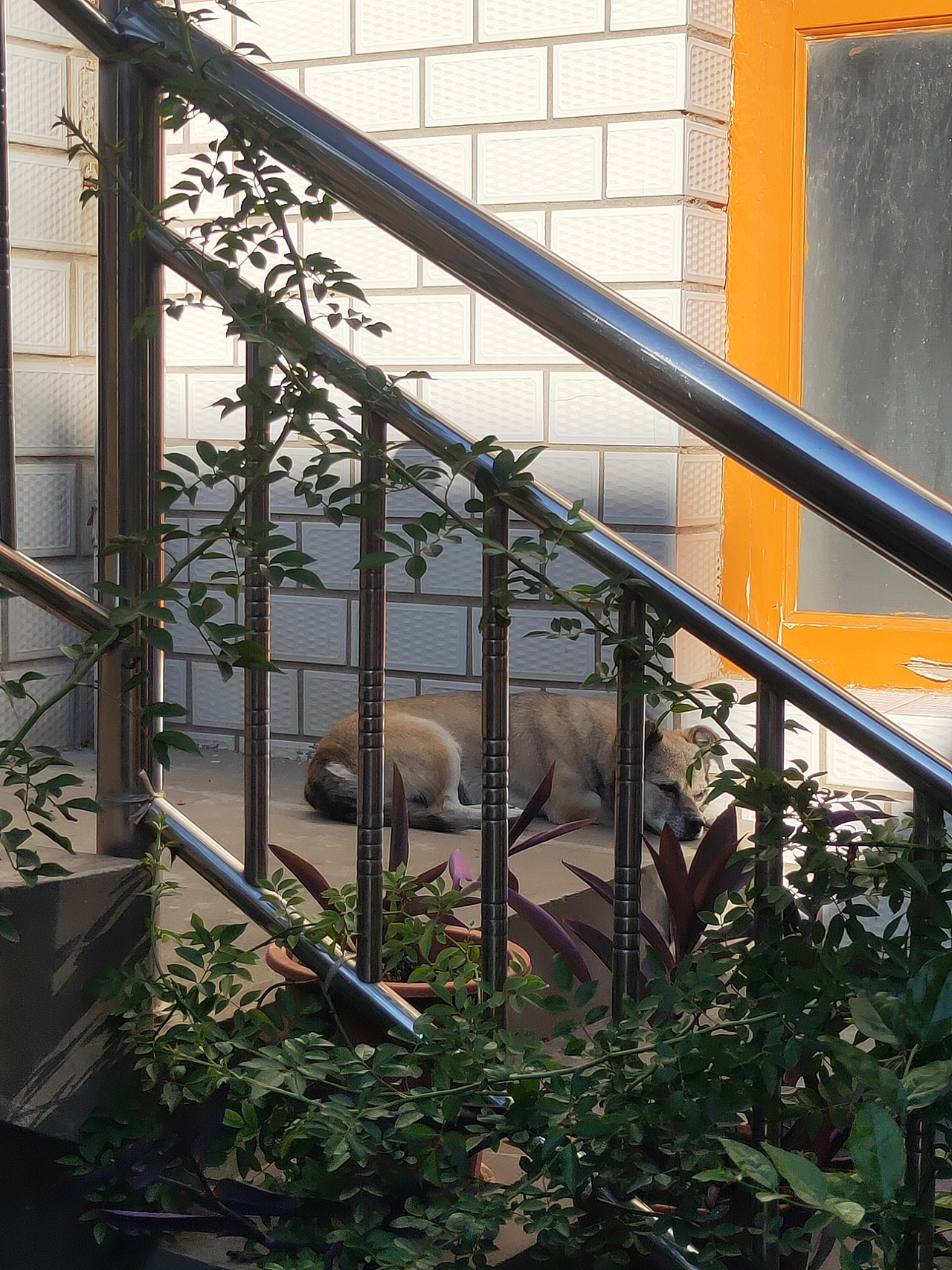 我的老 bady,越老越爱撒娇（图ZMzEyODcyNzI0） - 宠物摄影 - 站酷设计师步舞挣耶原创素材 - 站酷ZCOOL