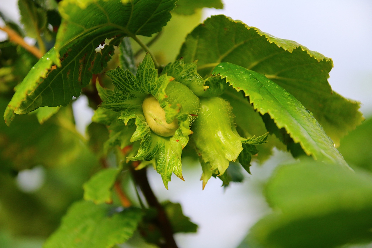 婆婆的榛子山（图ZMzA5MzI4Njc2） - 产品摄影 - 站酷设计师大奇范儿原创素材 - 站酷ZCOOL