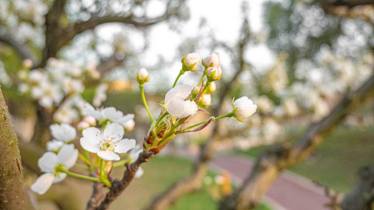 赏花怡情 春日绘梦