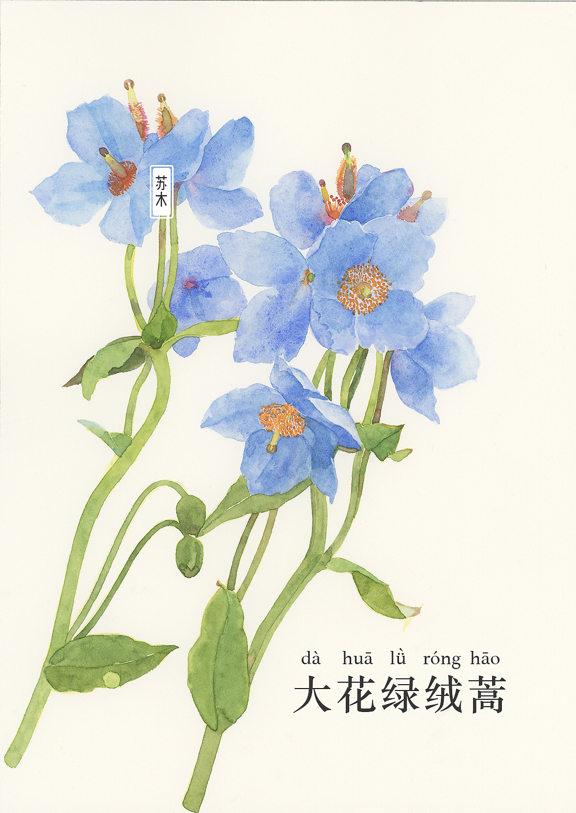 花·图鉴 「一」（图ZMzA4MzE4MDgw） - 商业插画 - 站酷设计师苏木_Summer原创素材 - 站酷ZCOOL