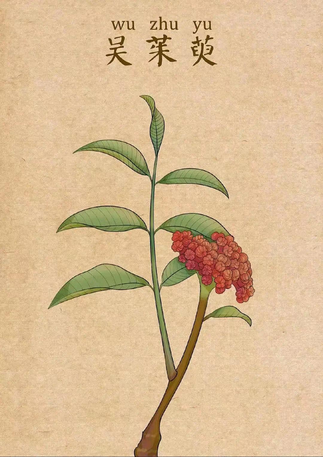 中药插画（图ZMzQ1MDUwNzAw） - 艺术插画 - 站酷设计师龙龍Wsl原创素材 - 站酷ZCOOL