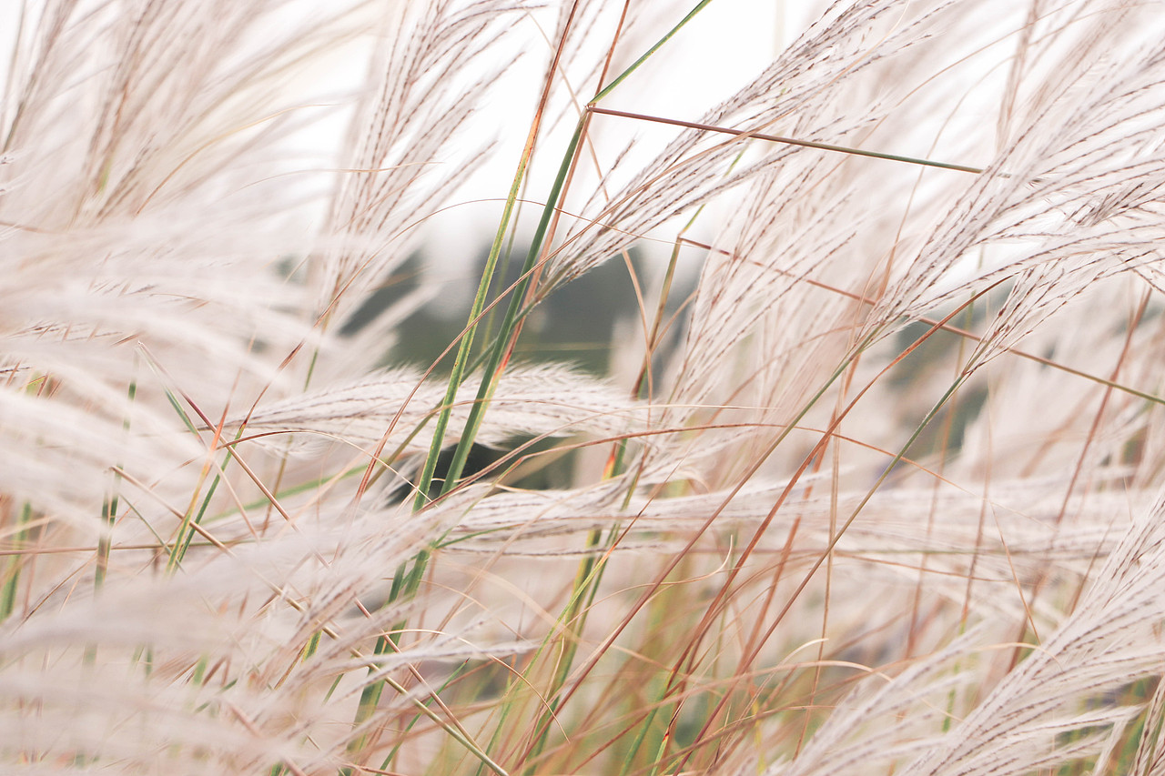 秋日芦苇（图ZMzM3OTg1NzUy） - 风光摄影 - 站酷设计师林二三_原创素材 - 站酷ZCOOL