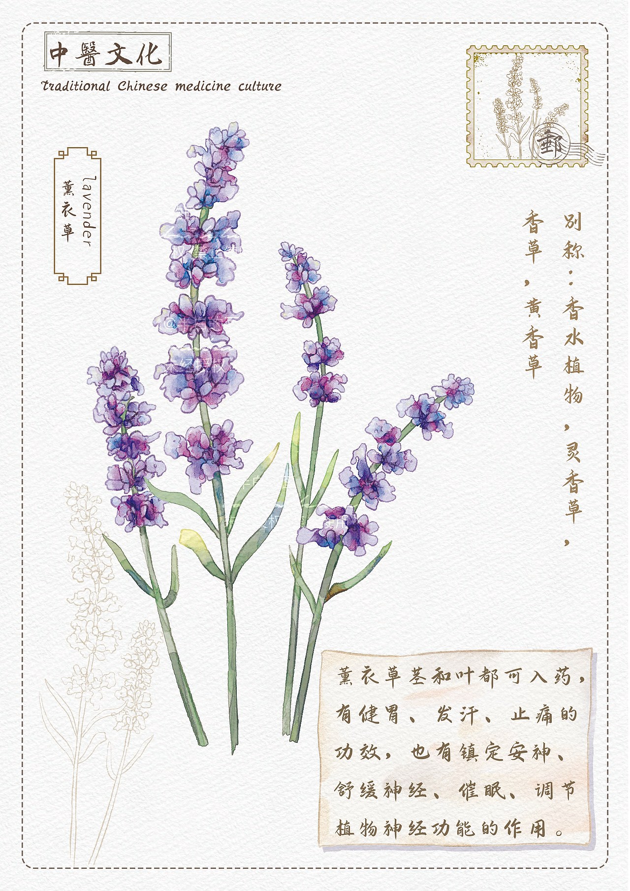 中草药插画（图ZMzYxMTYxODA4） - 商业插画 - 站酷设计师半白的画原创素材 - 站酷ZCOOL