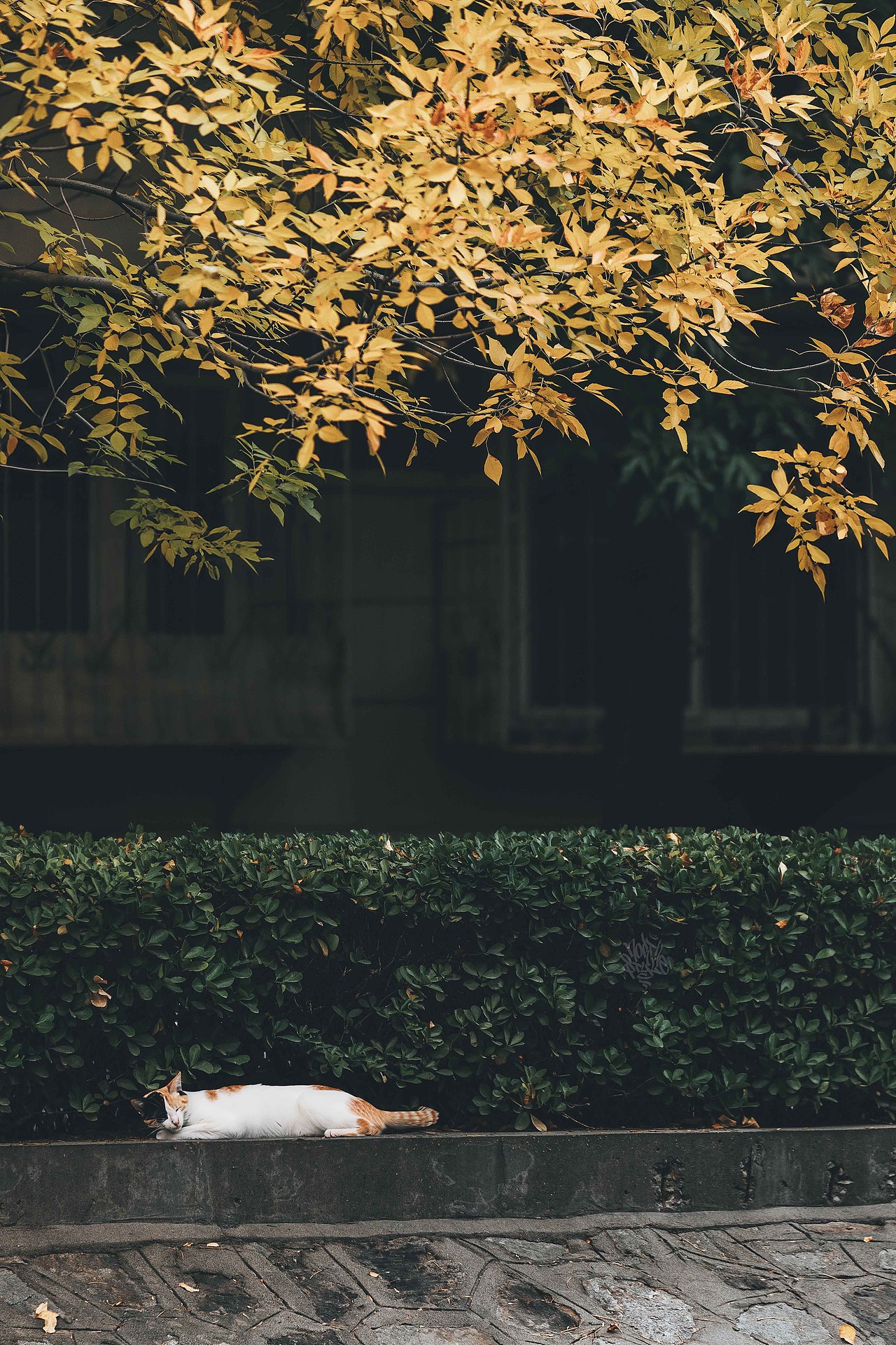 比秋色更美的是 当秋色遇上喵咪（图ZMzU1NzQ5OTM2） - 人文/纪实摄影 - 站酷设计师北武原创素材 - 站酷ZCOOL