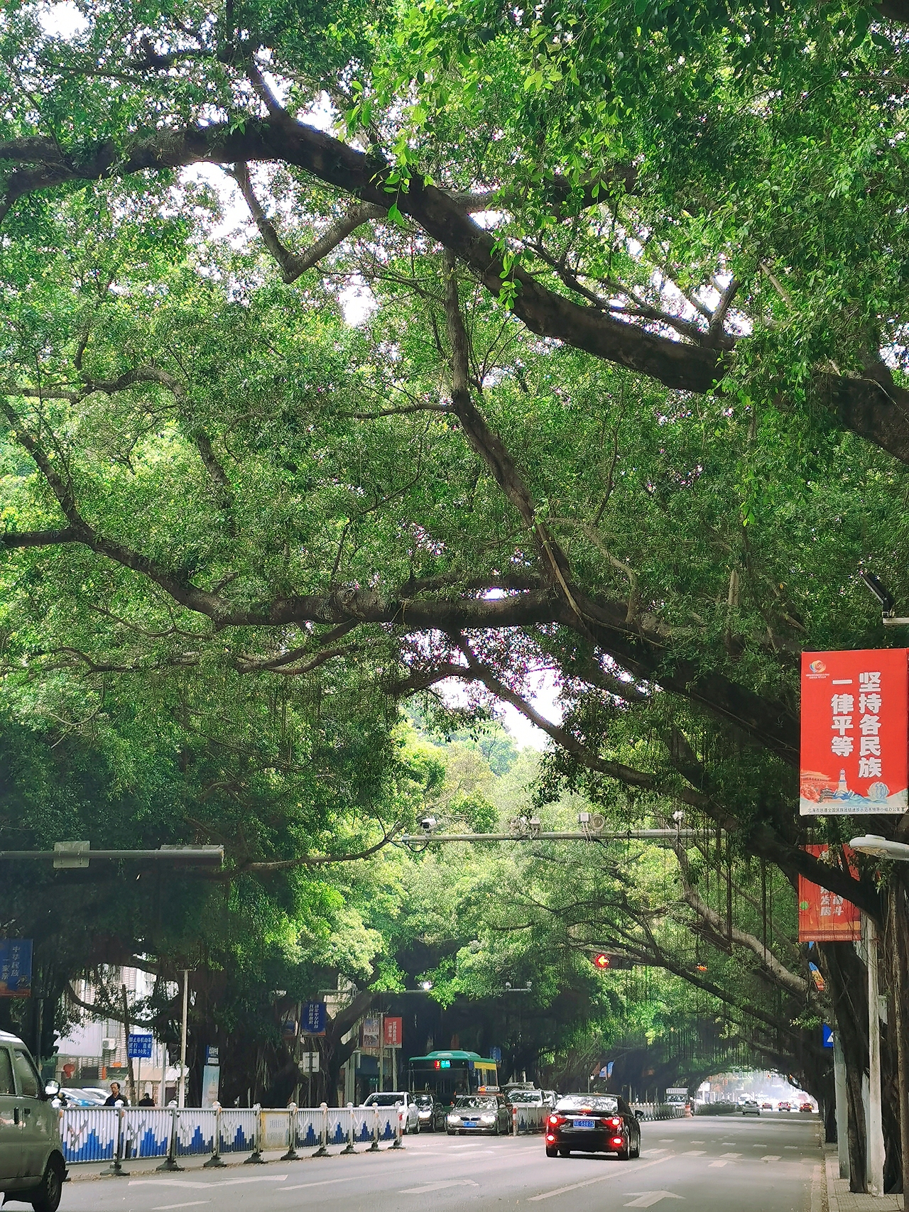 儿时的大榕树