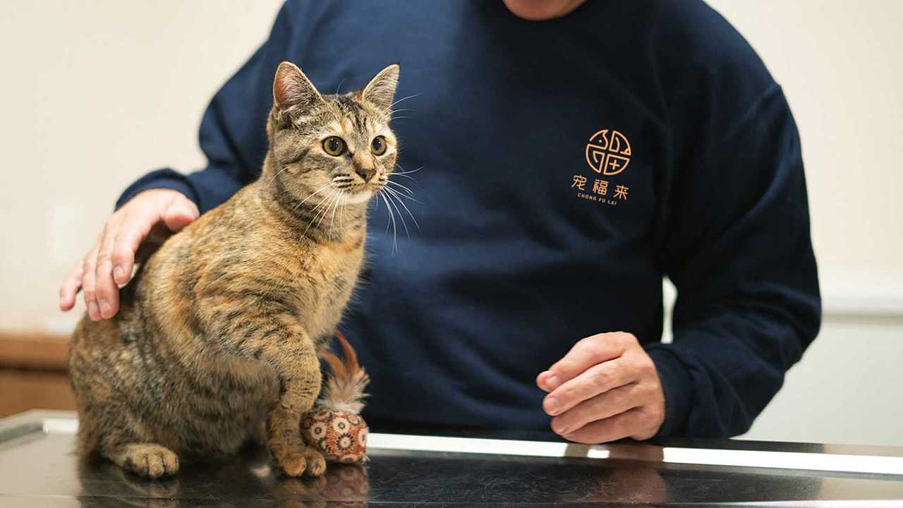 宠福来·宠物医院logo及VI设计（图ZMzA4Mjg5NjY0） - 品牌 - 站酷设计师伟儿monster原创素材 - 站酷ZCOOL