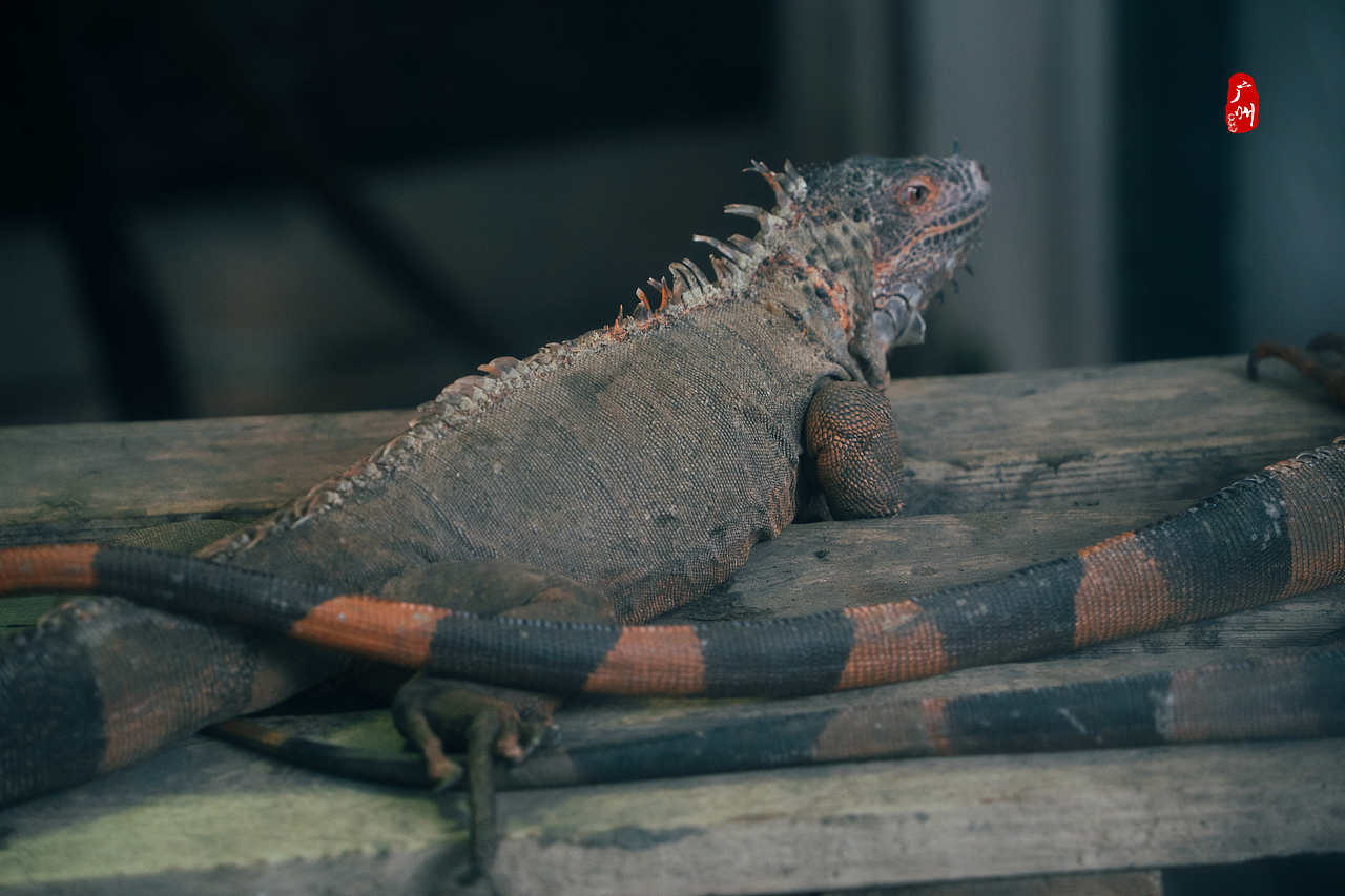 随手拍·广州动物园(水栖类)