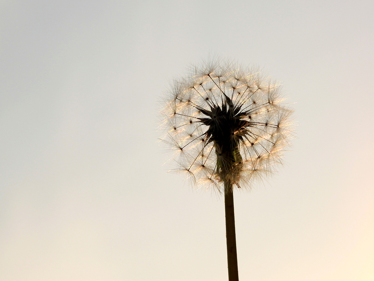 [植物] 蒲公英延续了我的梦想