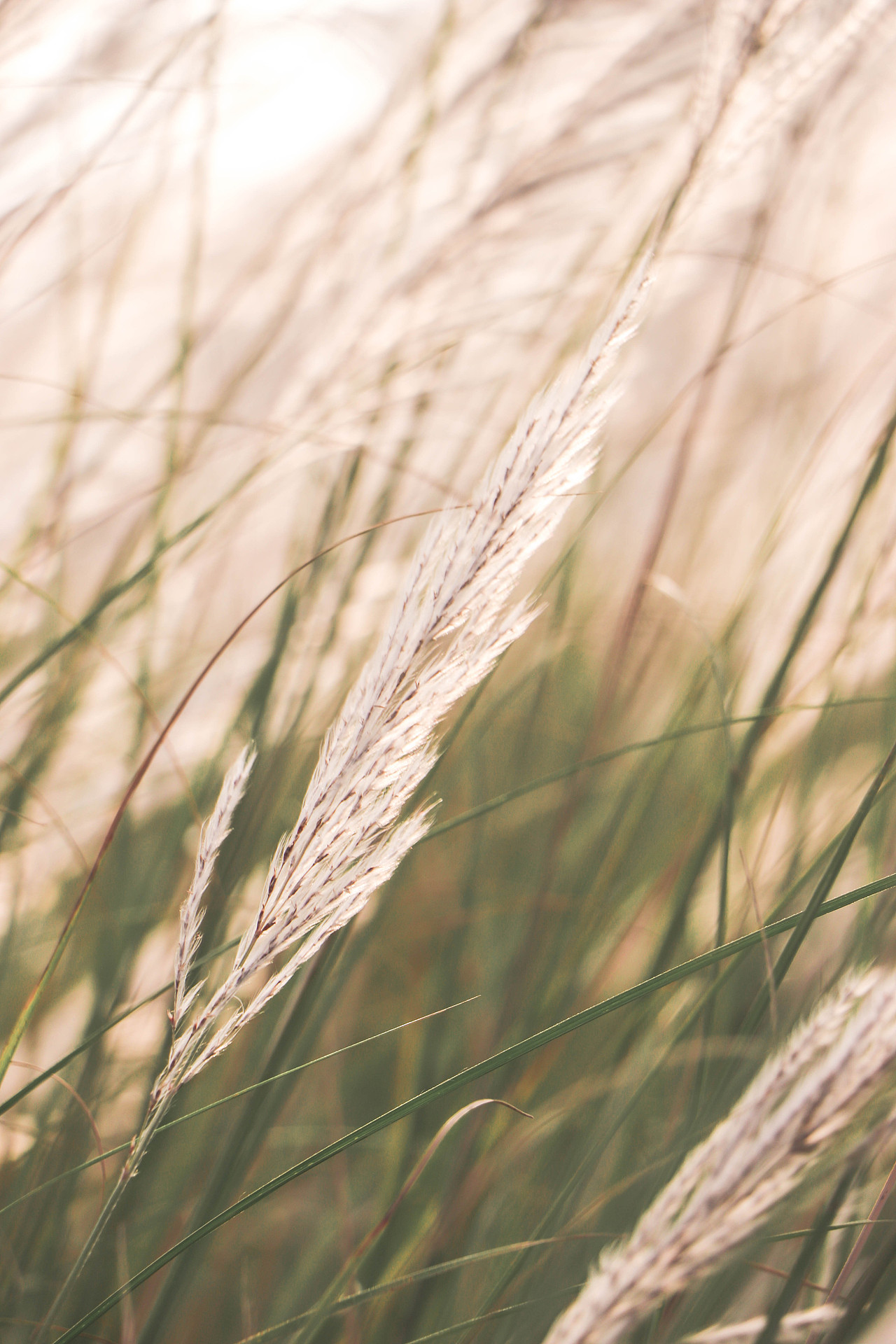 秋日芦苇（图ZMzM3OTg1NjQ0） - 风光摄影 - 站酷设计师林二三_原创素材 - 站酷ZCOOL