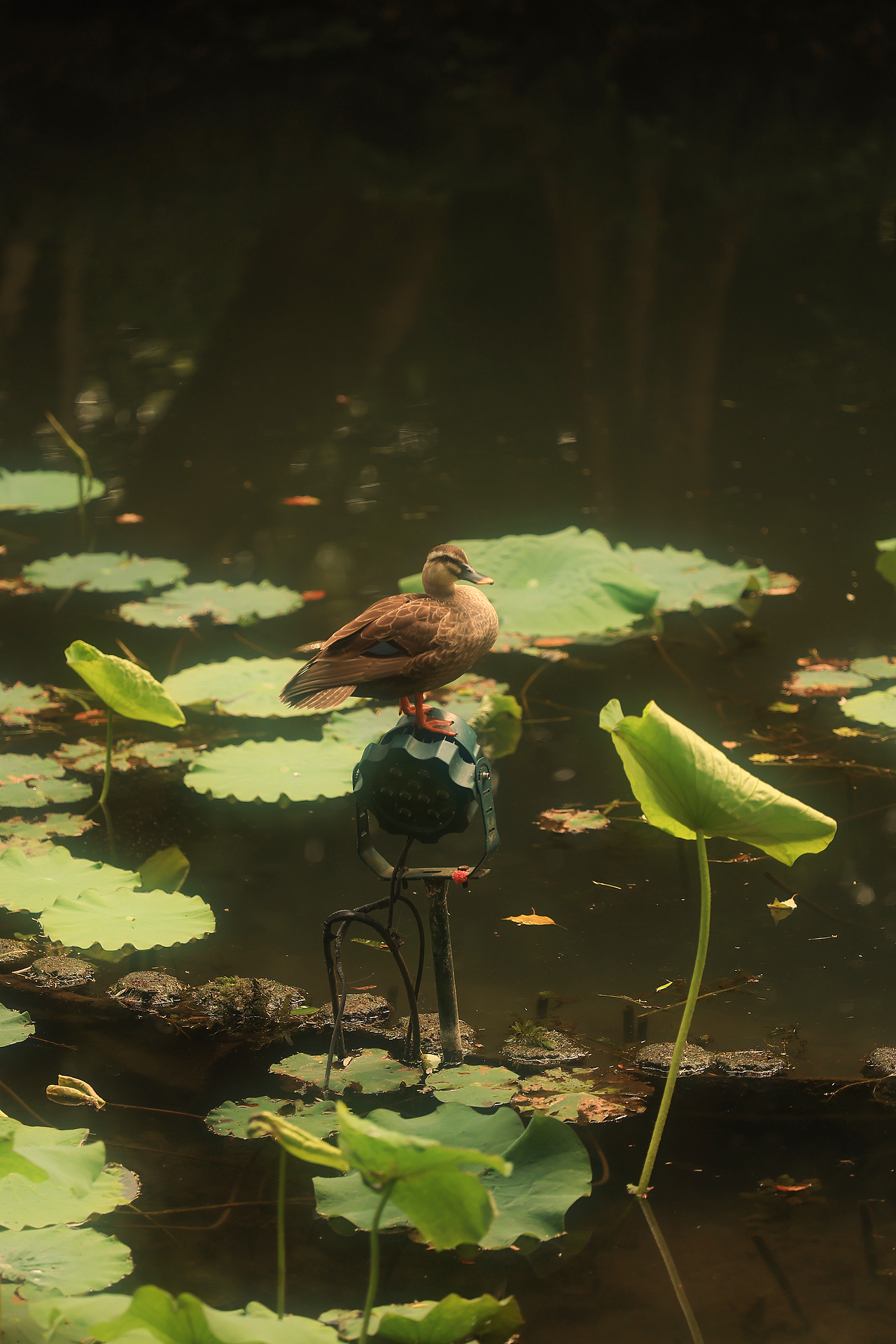 人像摄影/森系少女/情绪人像