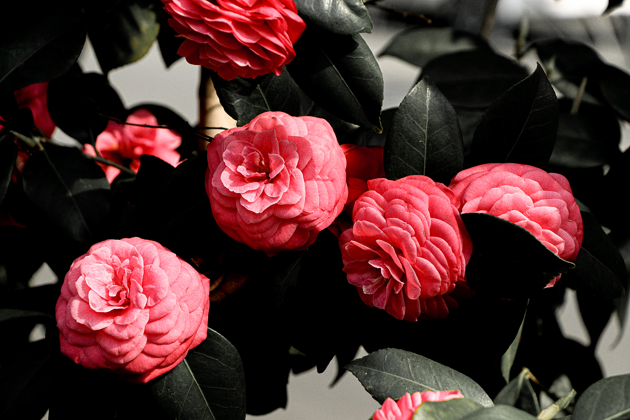 山茶花.以花入茶香（图ZMzA0OTUwMzc2） - 美食摄影 - 站酷设计师Eimile 米乐原创素材 - 站酷ZCOOL