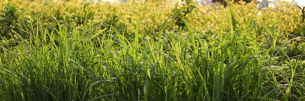 黄献新：武汉东湖摄影（图ZMzU1MTg0Mjky） - 人文/纪实摄影 - 站酷设计师黄献新原创素材 - 站酷ZCOOL