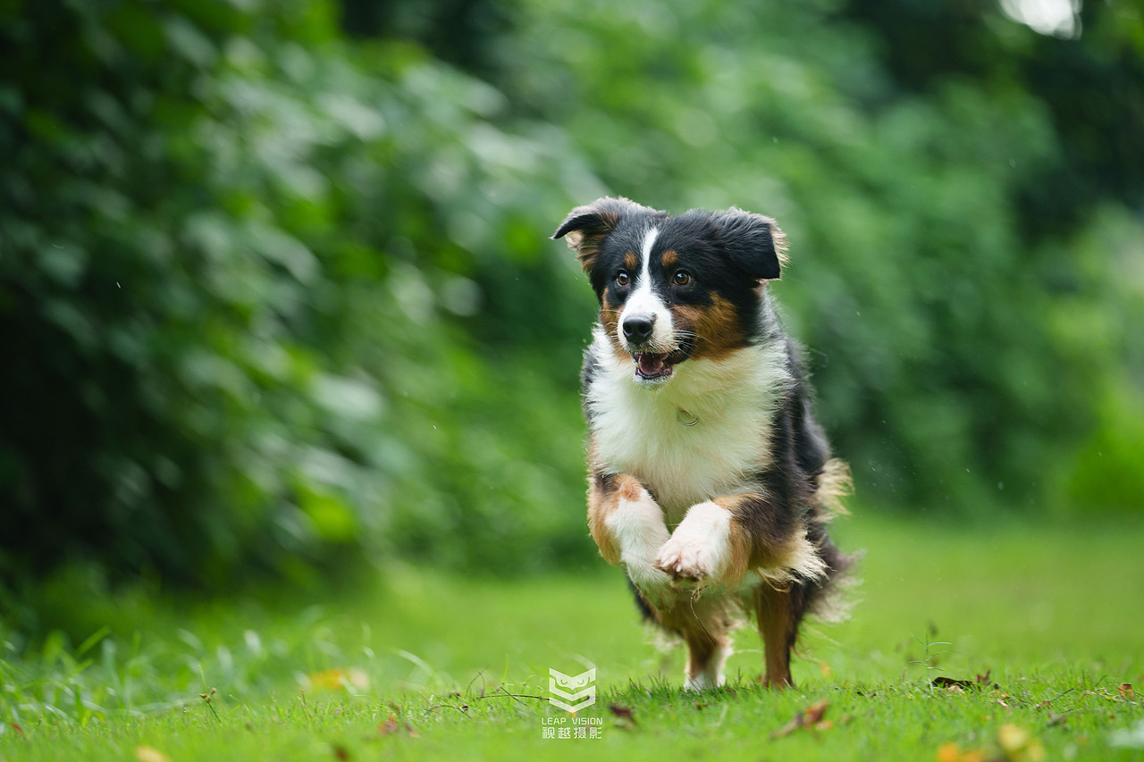 邊牧寵物攝影（圖ZMzQzMDEyNjUy） - 寵物攝影 - 站酷設(shè)計師小樣攝影原創(chuàng)素材 - 站酷ZCOOL