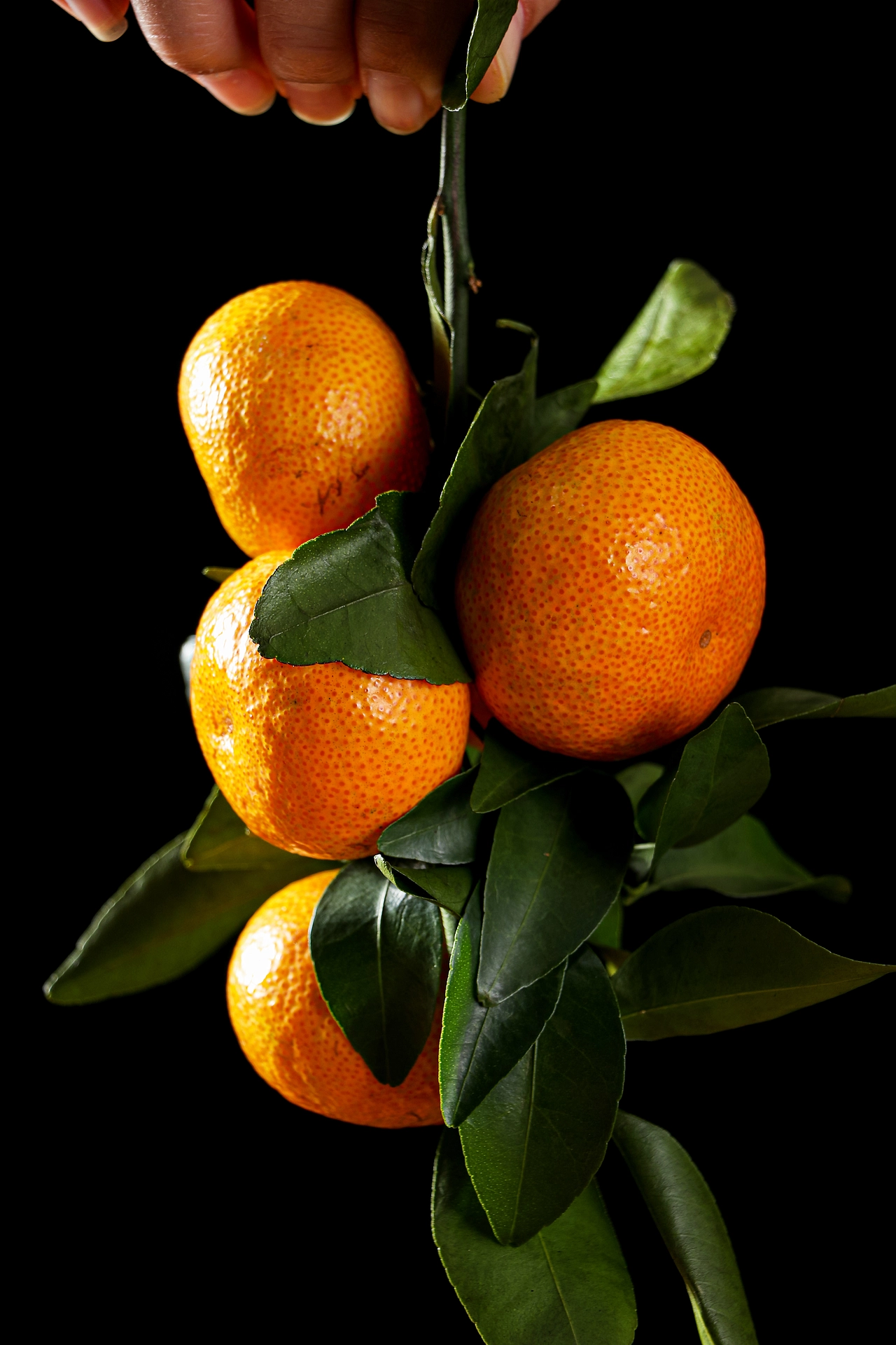 橘子图片新鲜水果 沃柑沙糖蜜橘砂糖柑橘桔子橘子 橙子