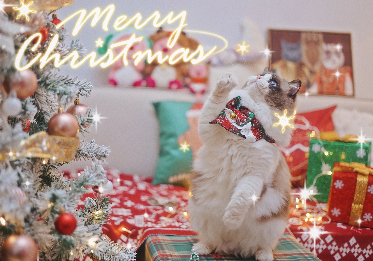 圣诞🎄🐱专题--萌萌小猪咪们（图ZMzU4MzI0MDIw） - 宠物摄影 - 站酷设计师夏夏大西瓜原创素材 - 站酷ZCOOL