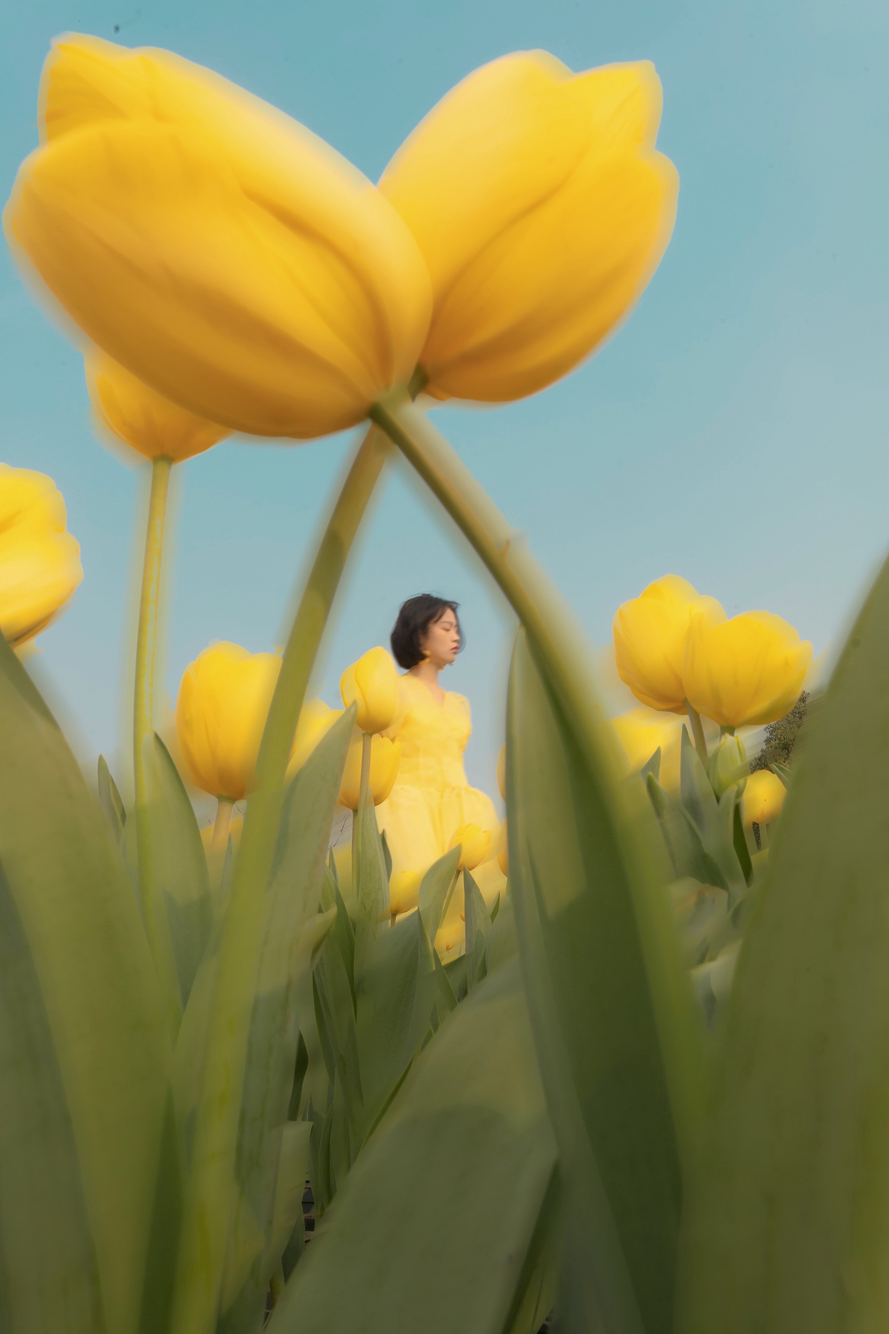 tulip garden（图ZMzM0NzU2Mjk2） - 人像摄影 - 站酷设计师水元原创素材 - 站酷ZCOOL
