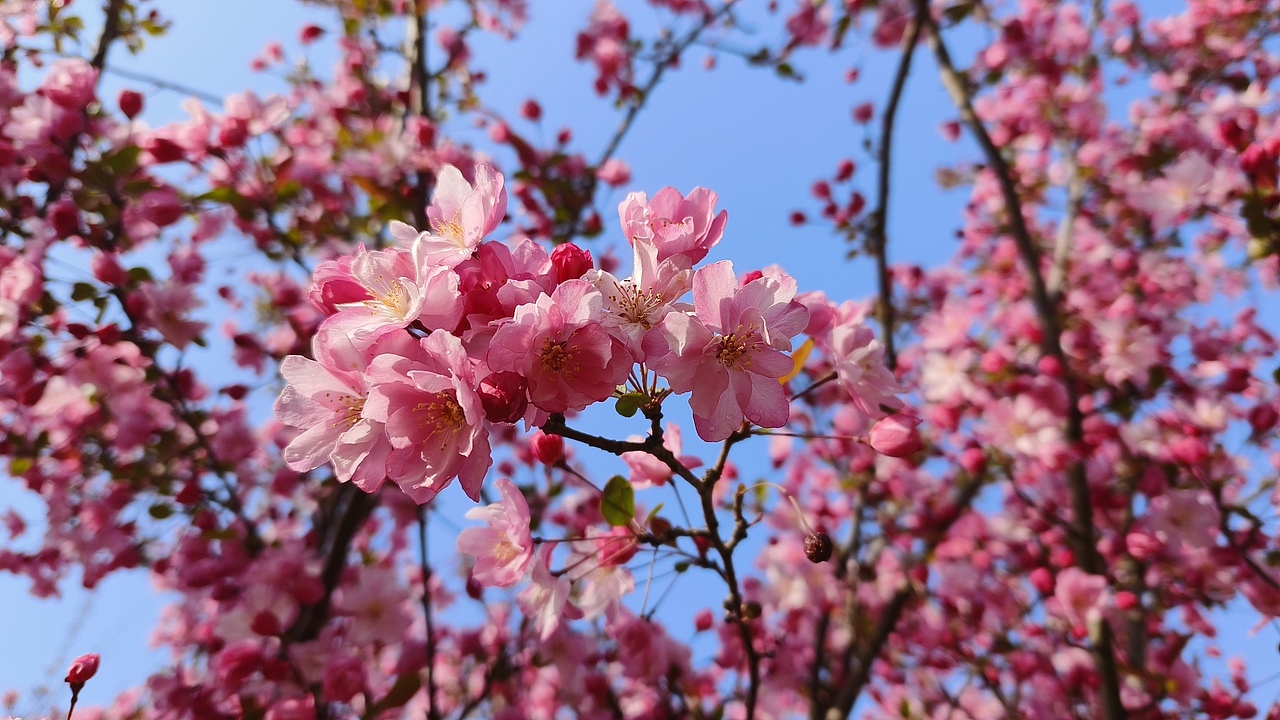 省耕公园--海棠花