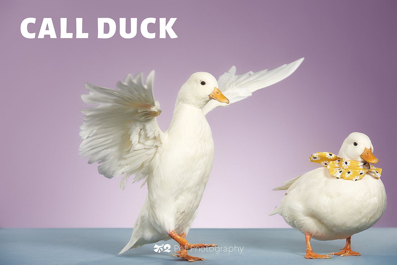 烟台美食摄影 | 萌宠 ✖ 不二造相