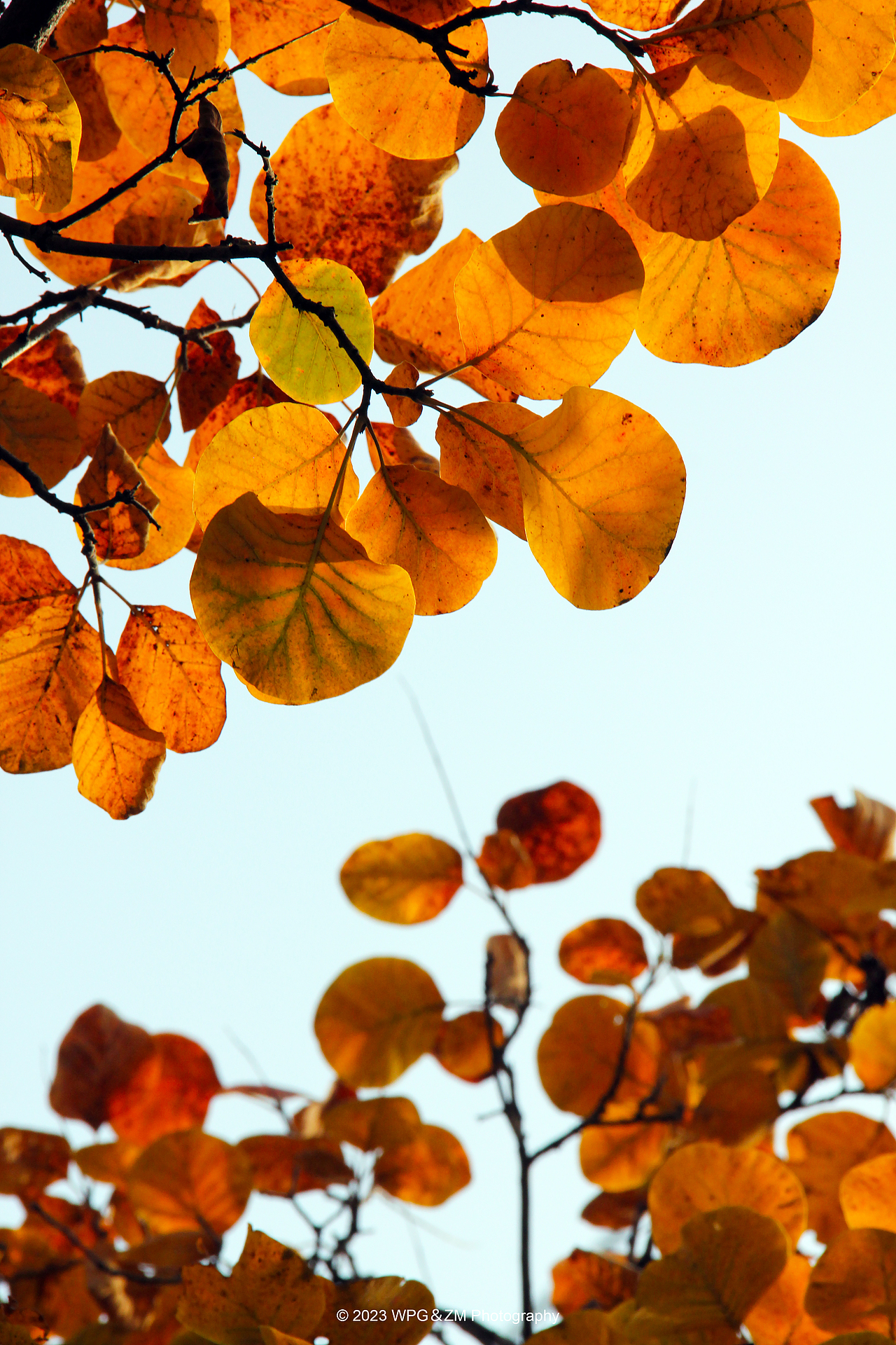 《 秋意深浓 》