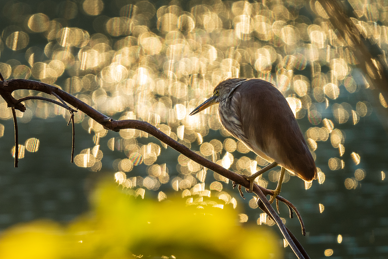 2023年度观鸟总结