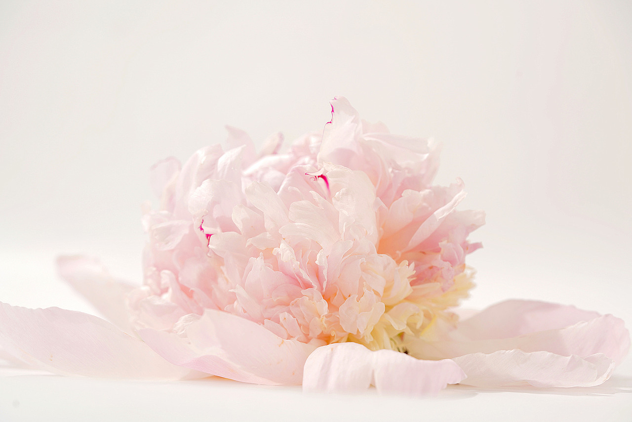 花之素材拍摄素材（图ZMzY2OTE3NTQw） - 产品摄影 - 站酷设计师乱发艺术家原创素材 - 站酷ZCOOL