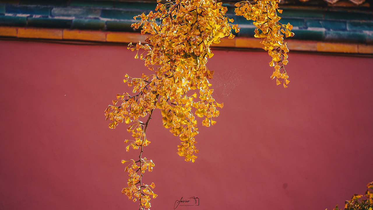 📷·1025-故宫·秋