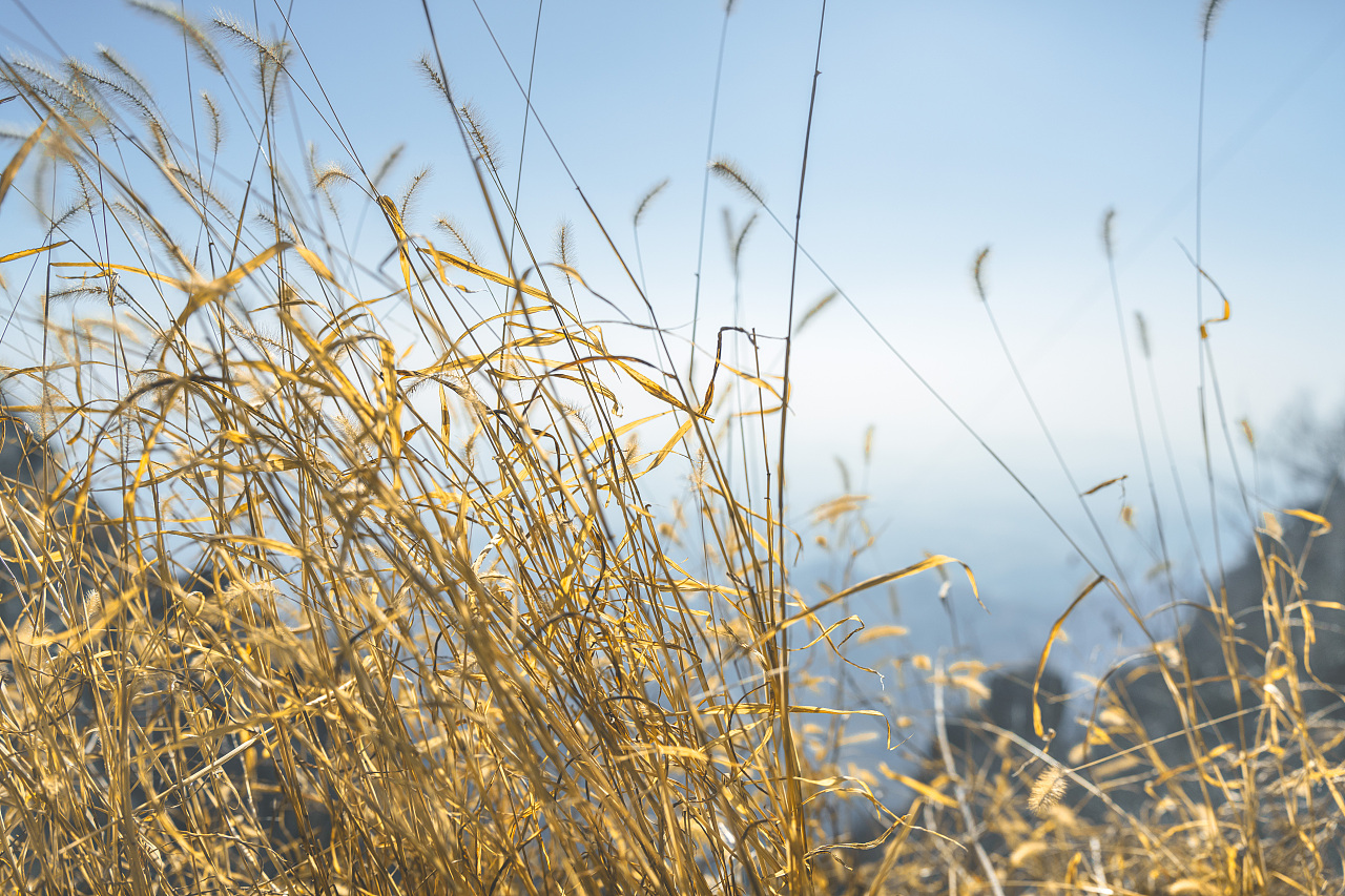 青虚山赠与的狗尾草明信片