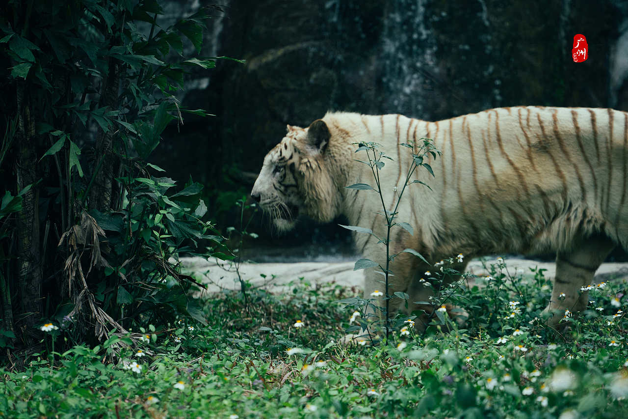 随手拍·广州动物园(兽类)（图ZMzM1ODA3NzU2） - 人文/纪实摄影 - 站酷设计师一晨同学原创素材 - 站酷ZCOOL