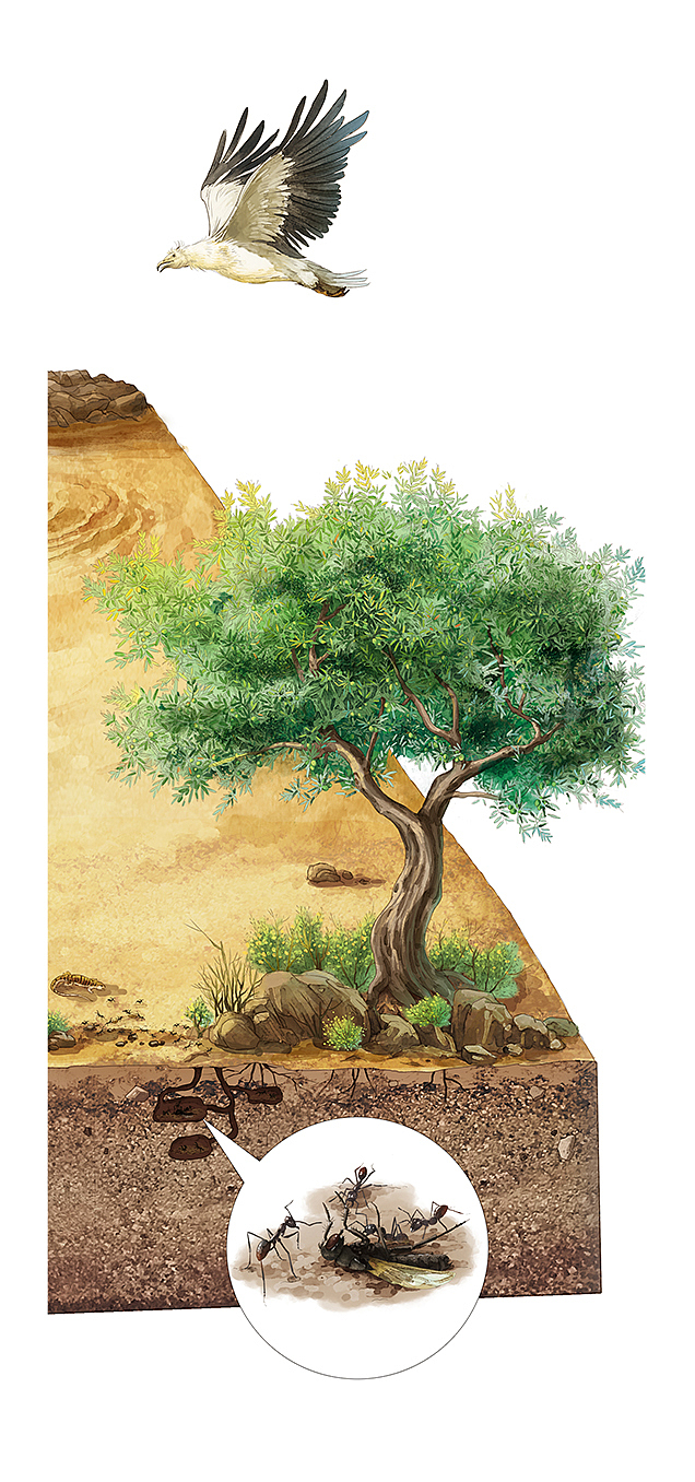 科普海洋地理太空绘本（图ZMzIwODcwODcy） - 绘本 - 站酷设计师果冻文化工作室原创素材 - 站酷ZCOOL