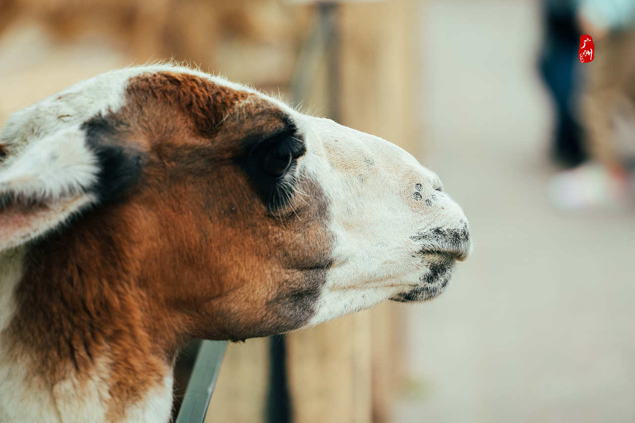 随手拍·广州动物园(兽类)（图ZMzM1ODA3MzIw） - 人文/纪实摄影 - 站酷设计师一晨同学原创素材 - 站酷ZCOOL