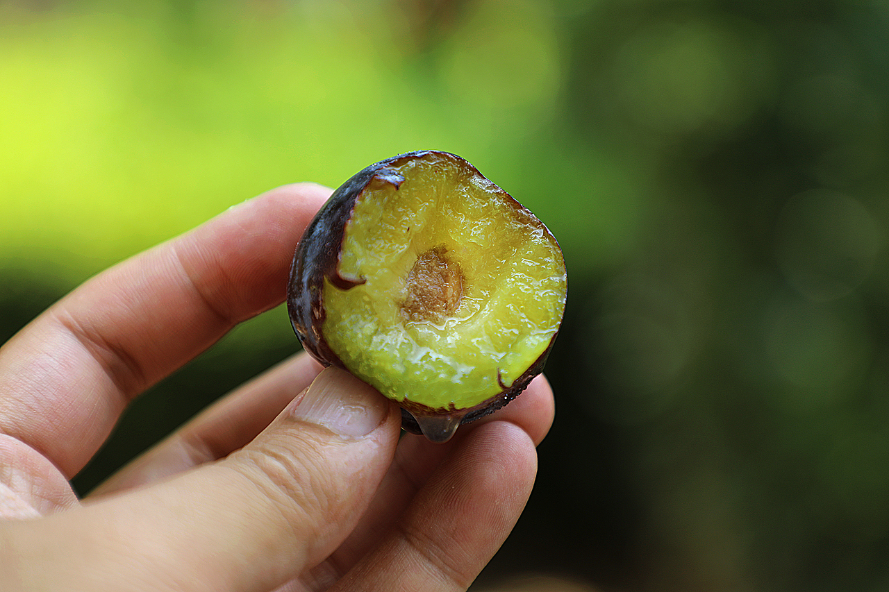 重庆万州寄来的粉黛脆李,模样和口感真不赖