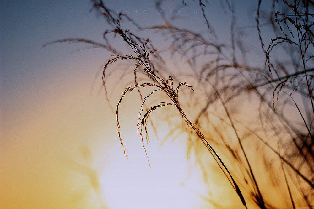 微风的叙事无声的独白（图ZMzI3MDM1NDEy） - 其他摄影 - 站酷设计师朵拉影像原创素材 - 站酷ZCOOL