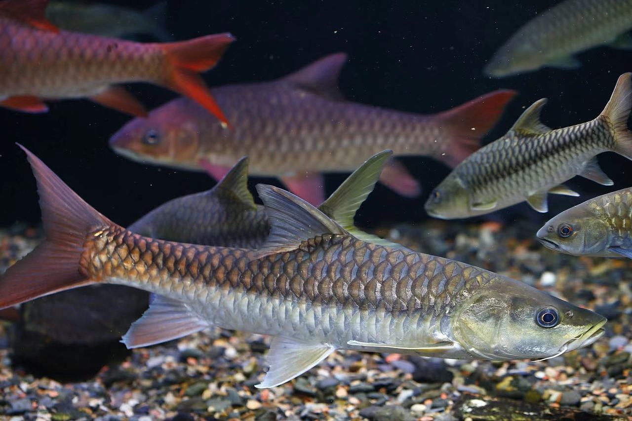 吉罗鱼（图ZMzY2NTgyNjQw） - 绘画 - 站酷设计师雷娄煤原创素材 - 站酷ZCOOL