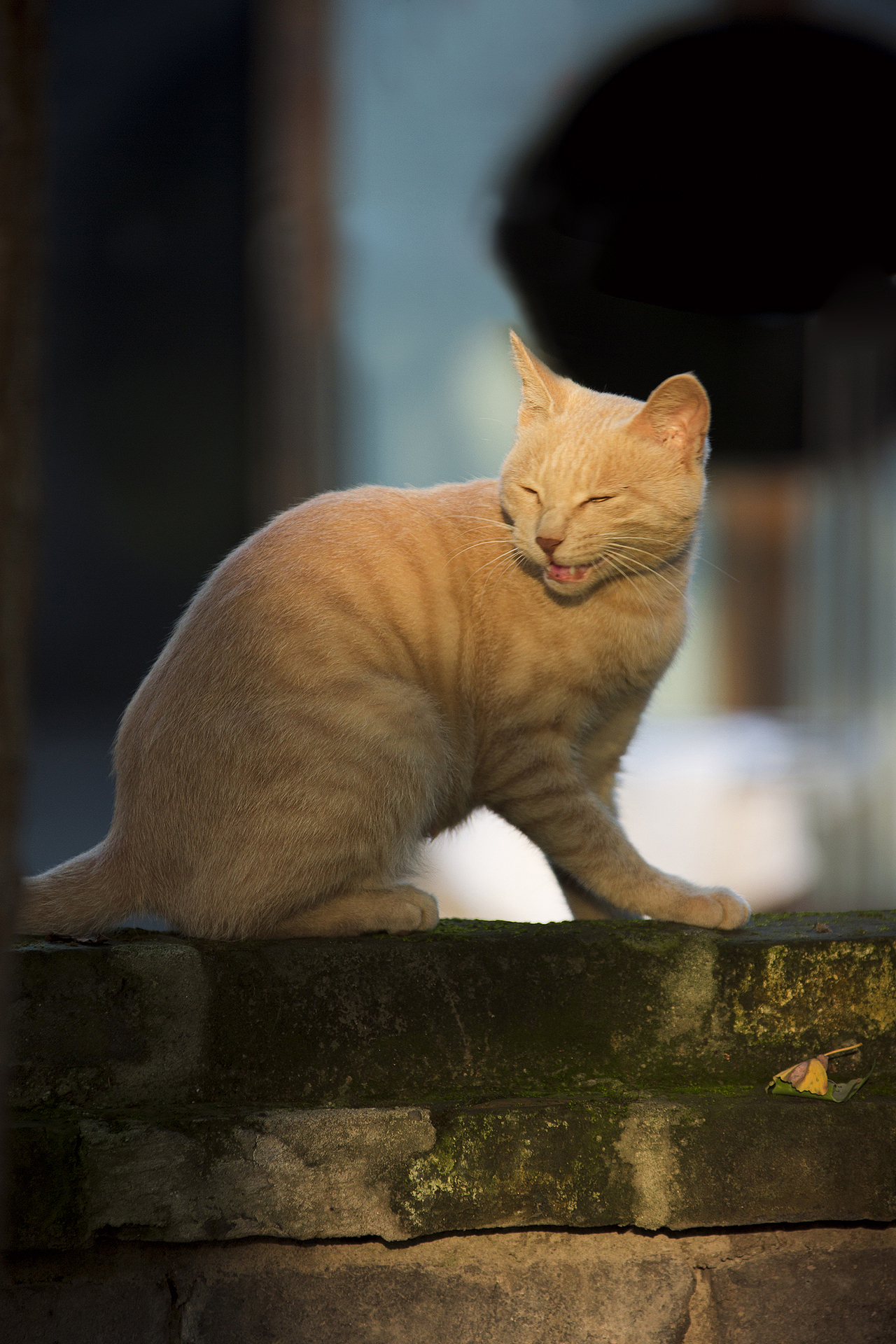 光——红尘小院