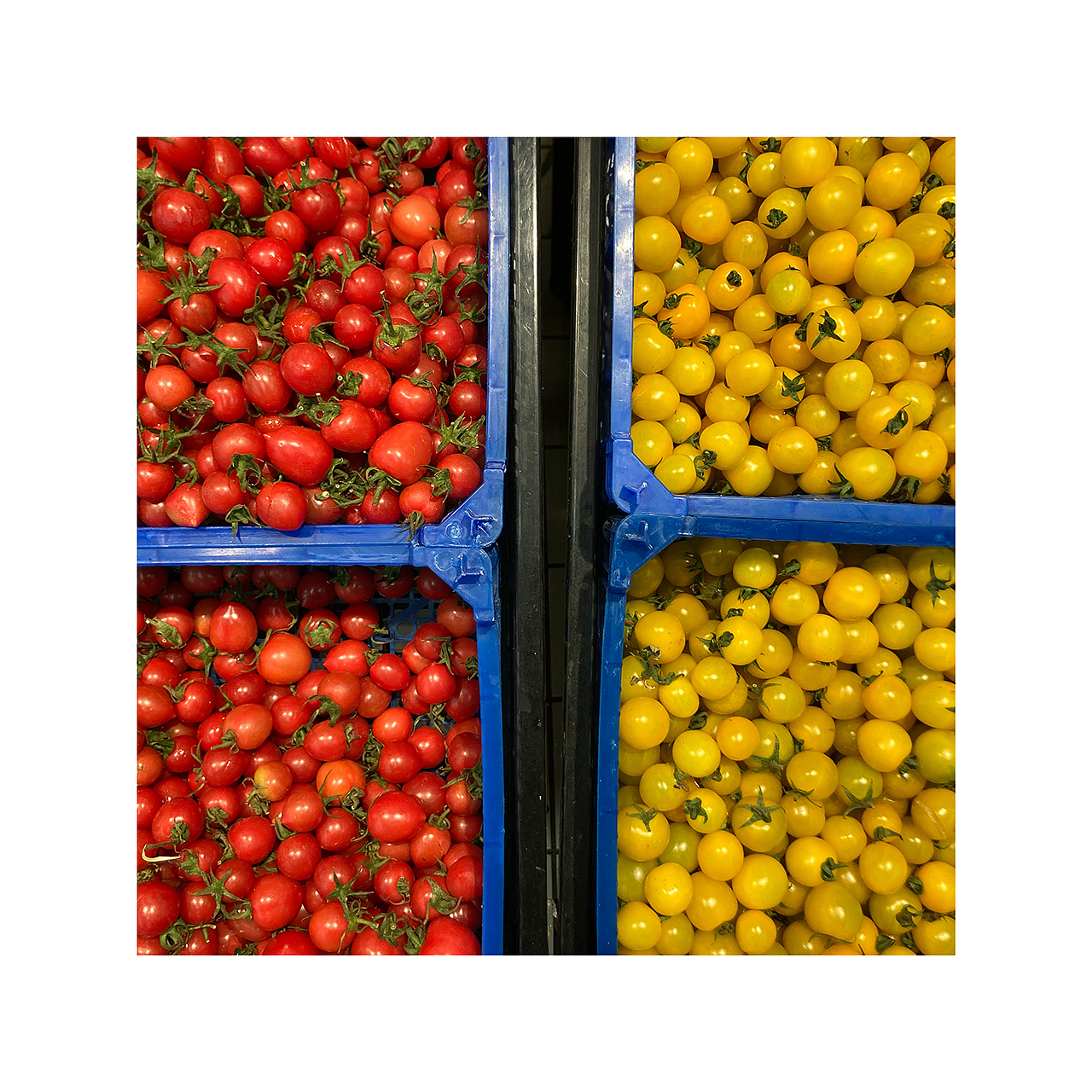 花花草草虫虫|手机摄影(二)