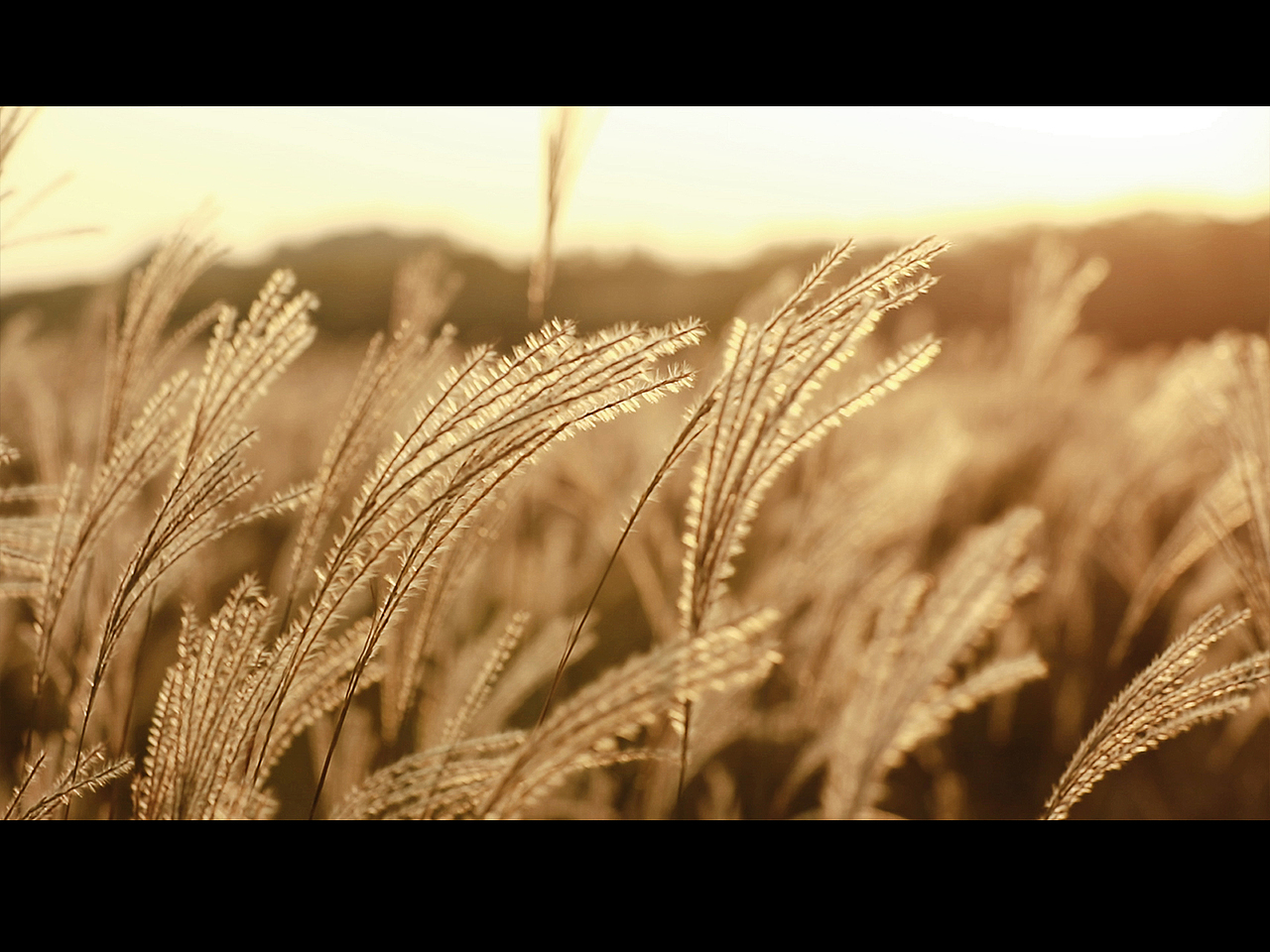 风又起 叶落地 思念更浓郁（图ZMzU0OTM0NjA4） - 人像摄影 - 站酷设计师路尘谨制原创素材 - 站酷ZCOOL