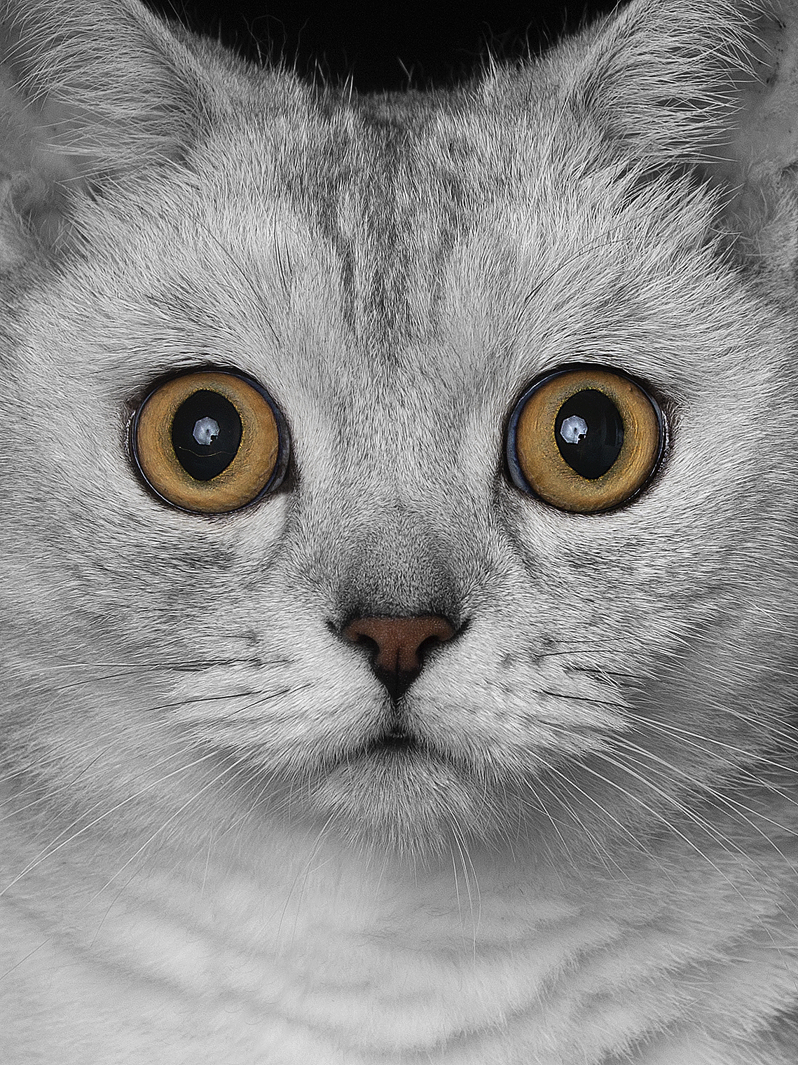 【宠物摄影】一些小猫咪