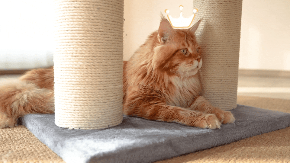 猫爬架视频拍摄丨宠物产品拍摄丨宠物用品摄影