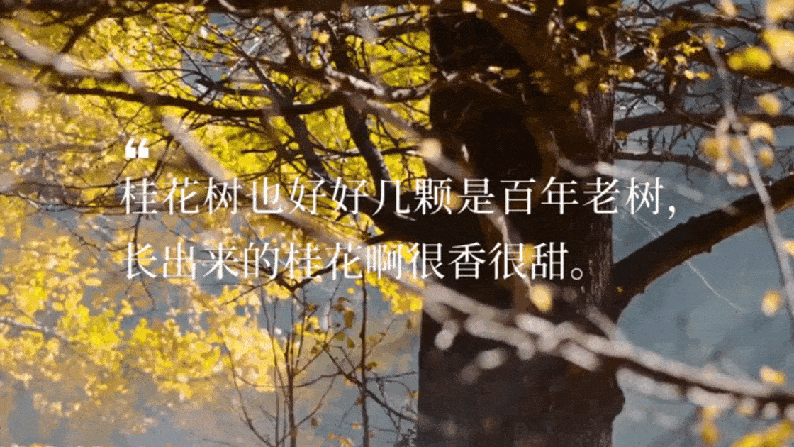 果酒包装设计|桂花酒橙子酒包装设计