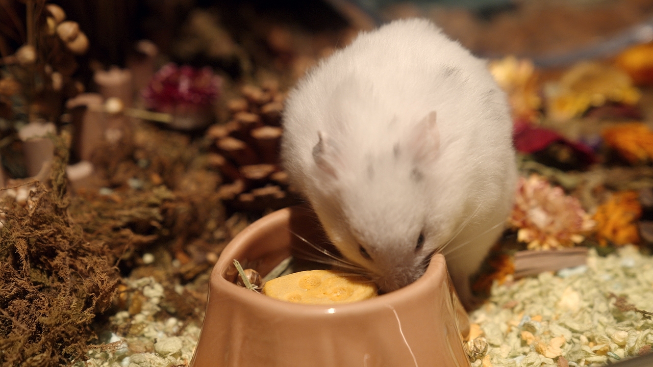 故事短片 | 布卡星 ✘ 响马摄影