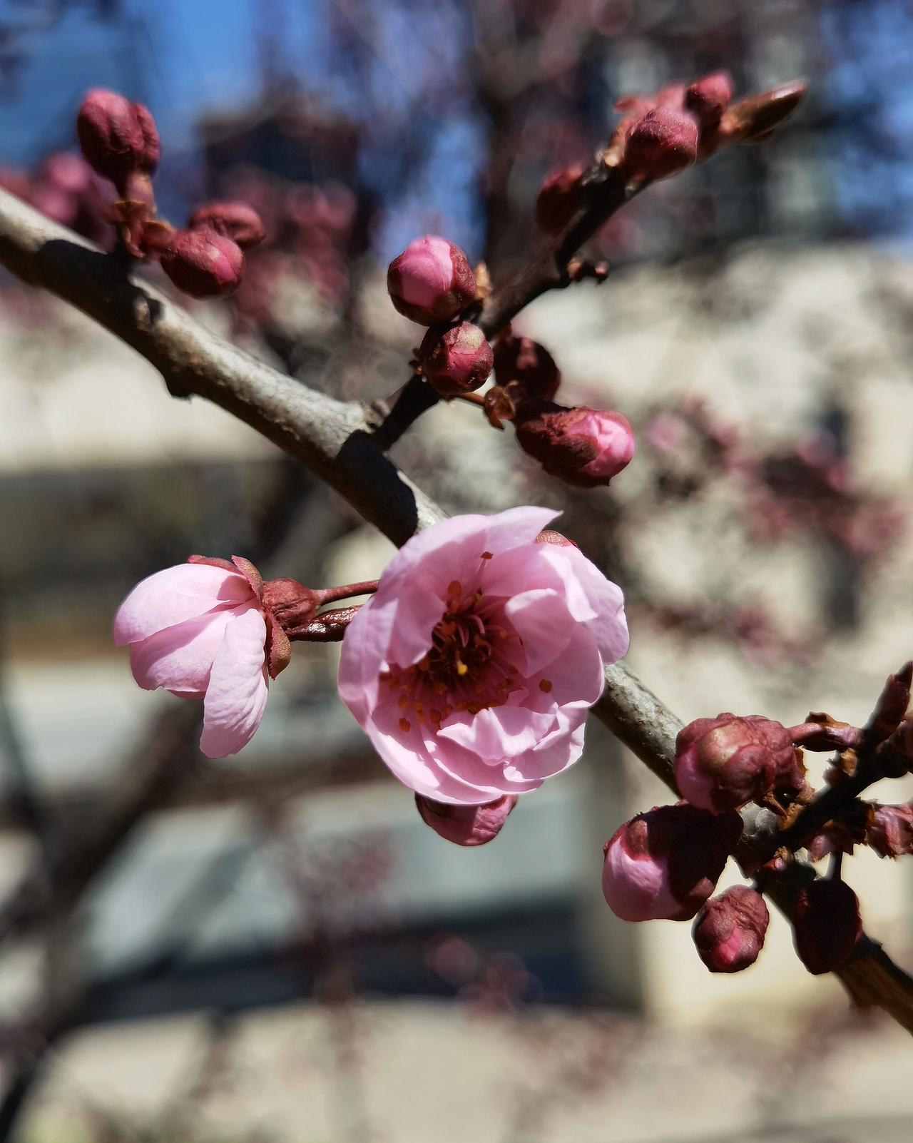 花若盛开,蝴蝶自来